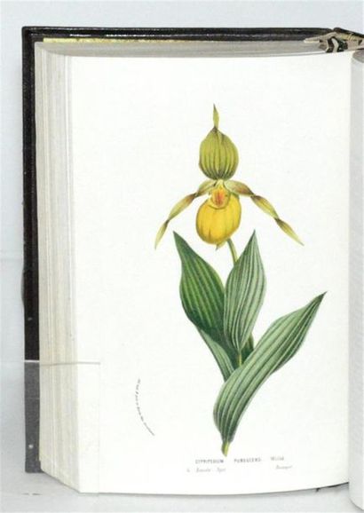 VAN HOUTTE (Louis) Flore des serres et des...