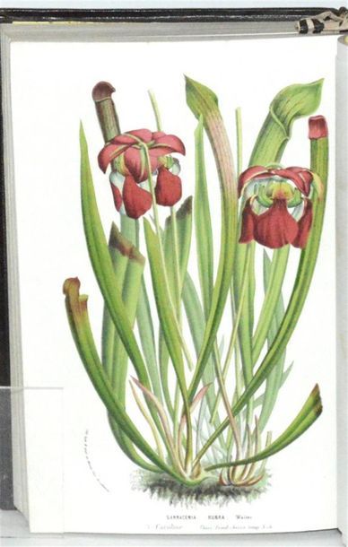 VAN HOUTTE (Louis) Flore des serres et des...