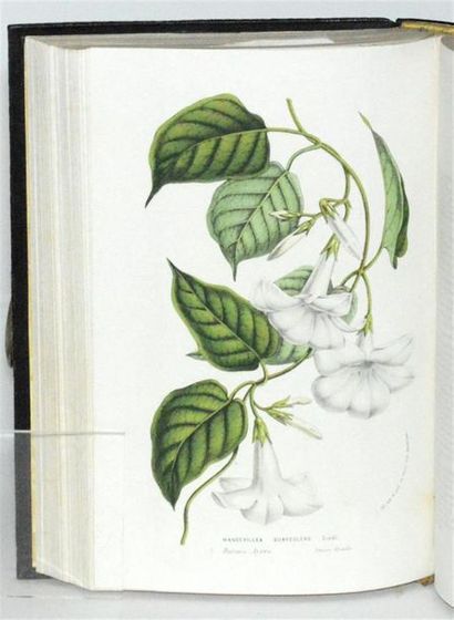 VAN HOUTTE (Louis) Flore des serres et des...