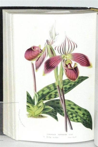 VAN HOUTTE (Louis) Flore des serres et des...