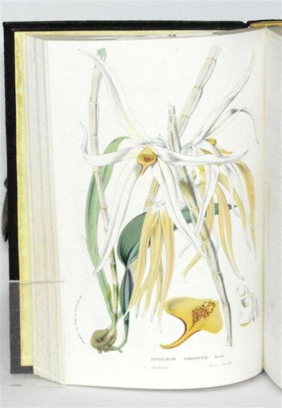VAN HOUTTE (Louis) Flore des serres et des...