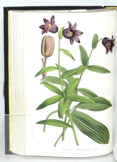 VAN HOUTTE (Louis) Flore des serres et des...