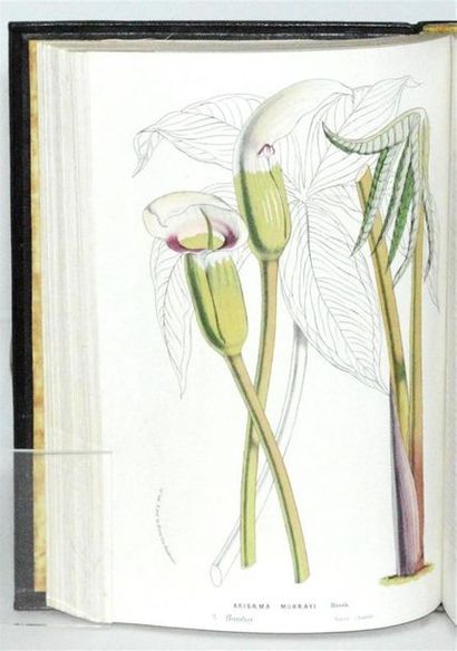 VAN HOUTTE (Louis) Flore des serres et des...