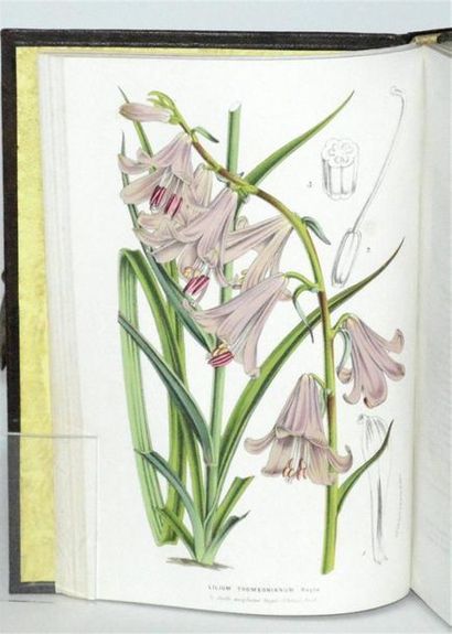 VAN HOUTTE (Louis) Flore des serres et des...