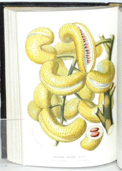 VAN HOUTTE (Louis) Flore des serres et des...