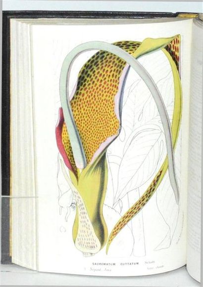 VAN HOUTTE (Louis) Flore des serres et des...
