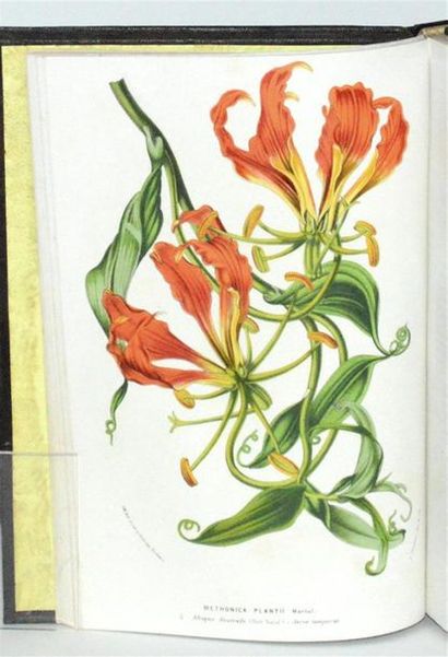 VAN HOUTTE (Louis) Flore des serres et des...