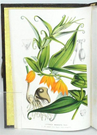 VAN HOUTTE (Louis) Flore des serres et des...
