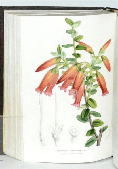 VAN HOUTTE (Louis) Flore des serres et des...