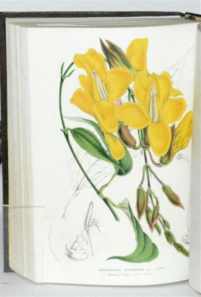 VAN HOUTTE (Louis) Flore des serres et des...