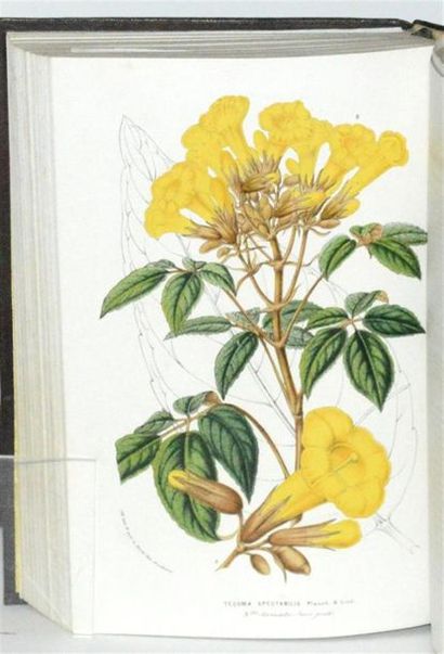 VAN HOUTTE (Louis) Flore des serres et des...