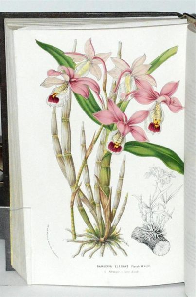 VAN HOUTTE (Louis) Flore des serres et des...
