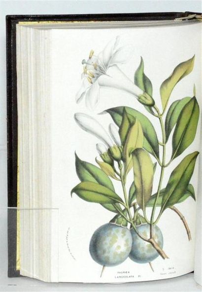 VAN HOUTTE (Louis) Flore des serres et des...