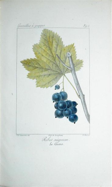 THORY (Claude Antoine) Monographie, ou Histoire...