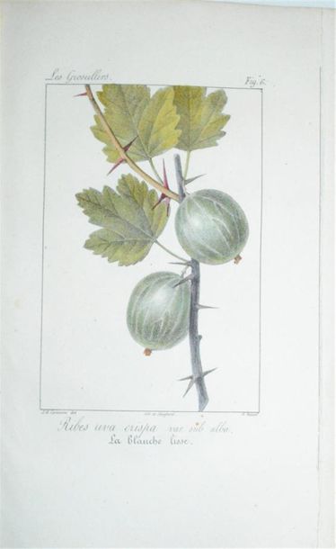 THORY (Claude Antoine) Monographie, ou Histoire...