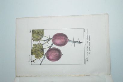 THORY (Claude Antoine) Monographie, ou Histoire...