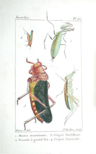 INSECTES - [BOITARD (Pierre)] Atlas de Insectes...