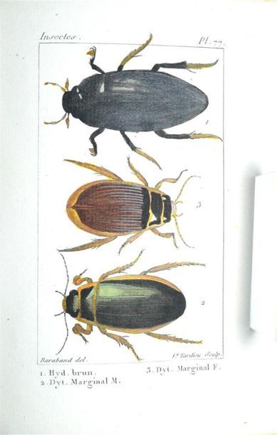 INSECTES - [BOITARD (Pierre)] Atlas de Insectes...