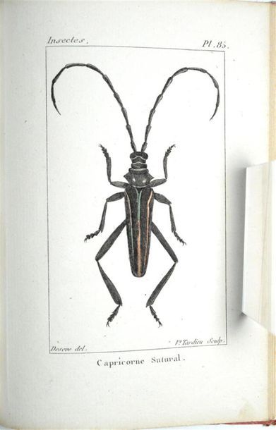 INSECTES - [BOITARD (Pierre)] Atlas de Insectes...