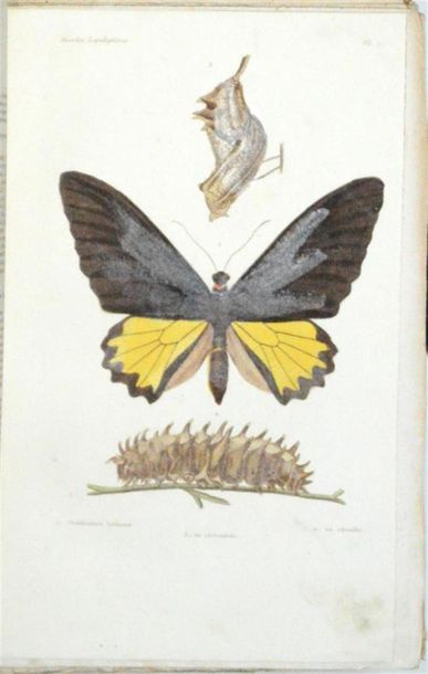 BLANCHARD (Charles Émile) Histoire Naturelle...