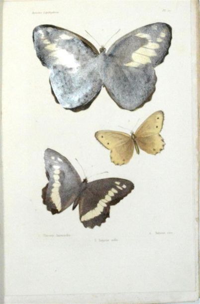 BLANCHARD (Charles Émile) Histoire Naturelle...