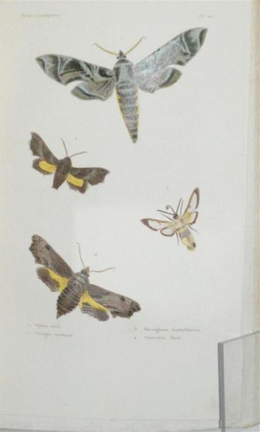 BLANCHARD (Charles Émile) Histoire Naturelle...