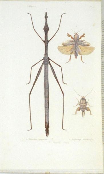 BLANCHARD (Charles Émile) Histoire Naturelle...