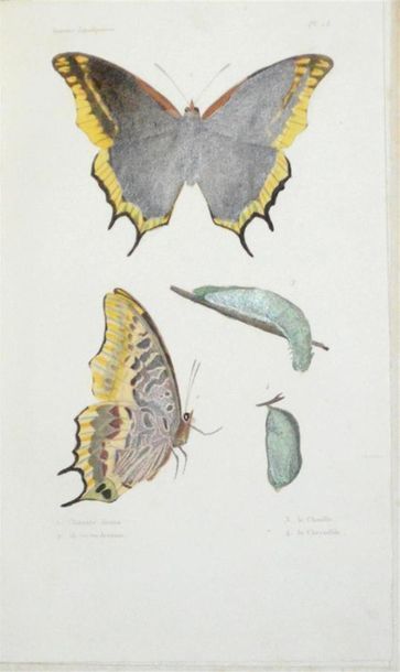 BLANCHARD (Charles Émile) Histoire Naturelle...