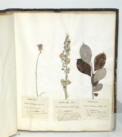 MARTIN Herbier Pharmaceutique et médical,...