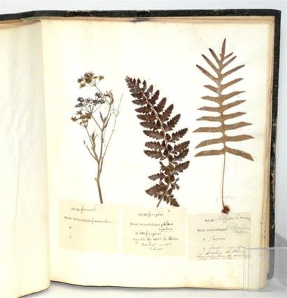 MARTIN Herbier Pharmaceutique et médical,...