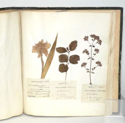 MARTIN Herbier Pharmaceutique et médical,...