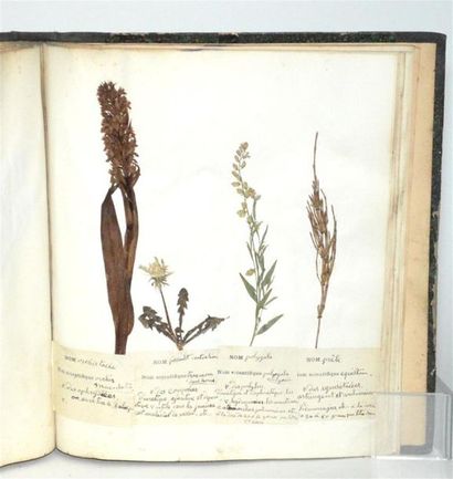 MARTIN Herbier Pharmaceutique et médical,...