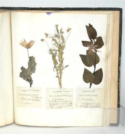 MARTIN Herbier Pharmaceutique et médical,...
