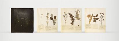 MARTIN Herbier Pharmaceutique et médical,...