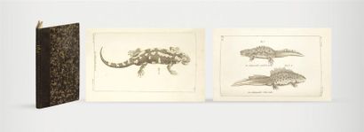 LATREILLE (Pierre André) Histoire naturelle...