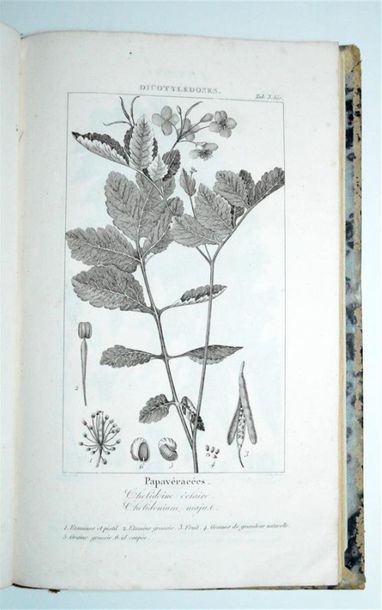 ORFILA (Mathieu Joseph Jacques Bonaventure)...