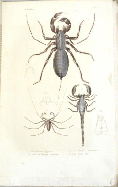 CASTELNAU (François Louis NOMPAR de CAUMONT...