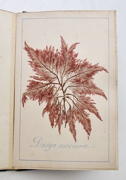 [ALBUM PHYCOLOGIE - ALGUES]
Beautiful album...