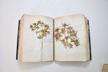 [HERBIER]
Herbarium collected by M. de LaA1385le...