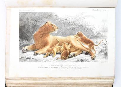 ORBIGNY (Charles d')
Dictionary of Natural...
