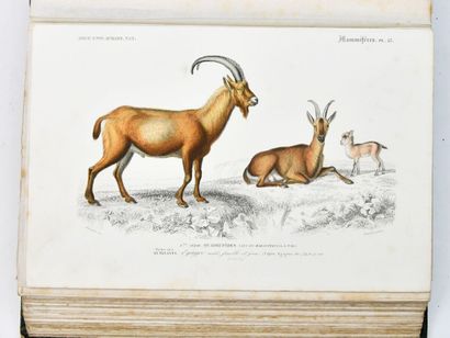 ORBIGNY (Charles d')
Dictionary of Natural...