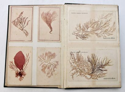 [ALBUM PHYCOLOGIE - ALGUES]
Beautiful album...