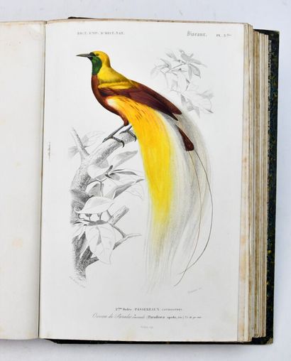 ORBIGNY (Charles d')
Dictionary of Natural...