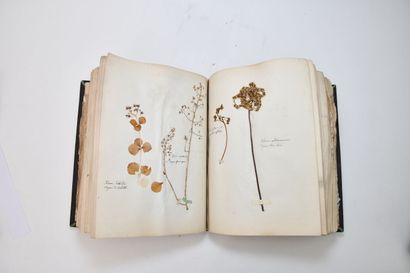 [HERBIER]
Herbarium collected by M. de LaA1385le...