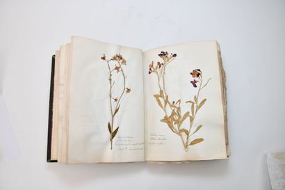 [HERBIER]
Herbarium collected by M. de LaA1385le...