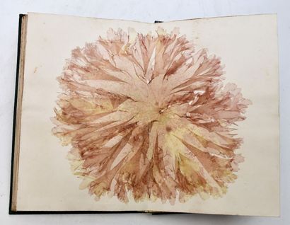 [ALBUM PHYCOLOGIE - ALGUES]
Beautiful album...