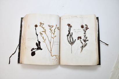 [HERBIER]
Herbarium collected by M. de LaA1385le...