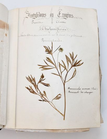 [HERBIER]
Herbarium collected by M. de LaA1385le...