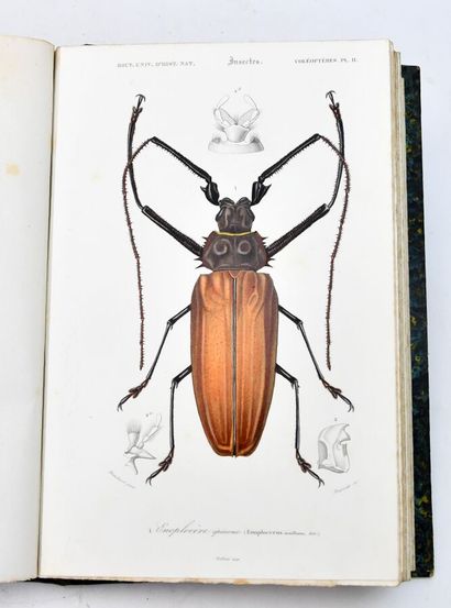 ORBIGNY (Charles d')
Dictionary of Natural...