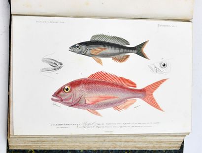 ORBIGNY (Charles d')
Dictionary of Natural...